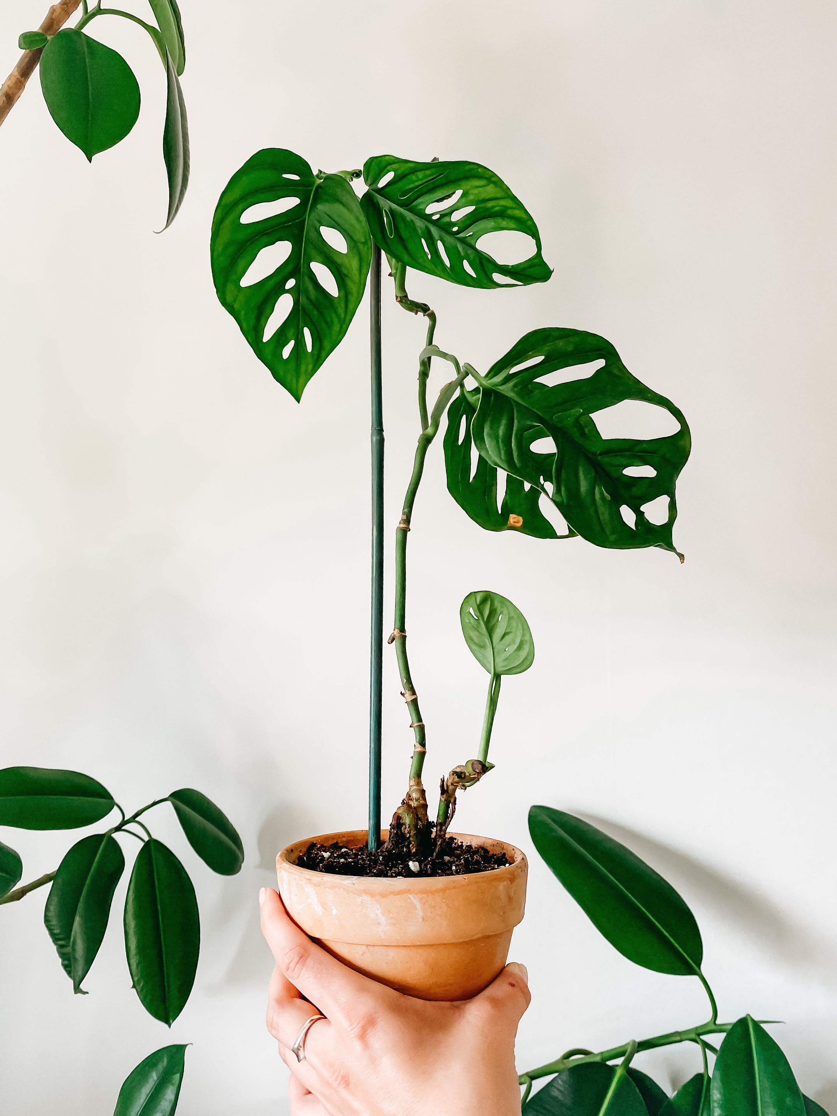 eco